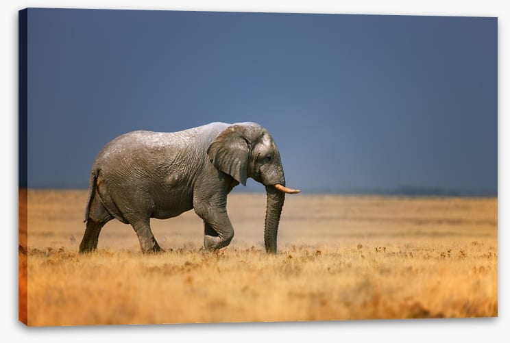 Elephant on the plain