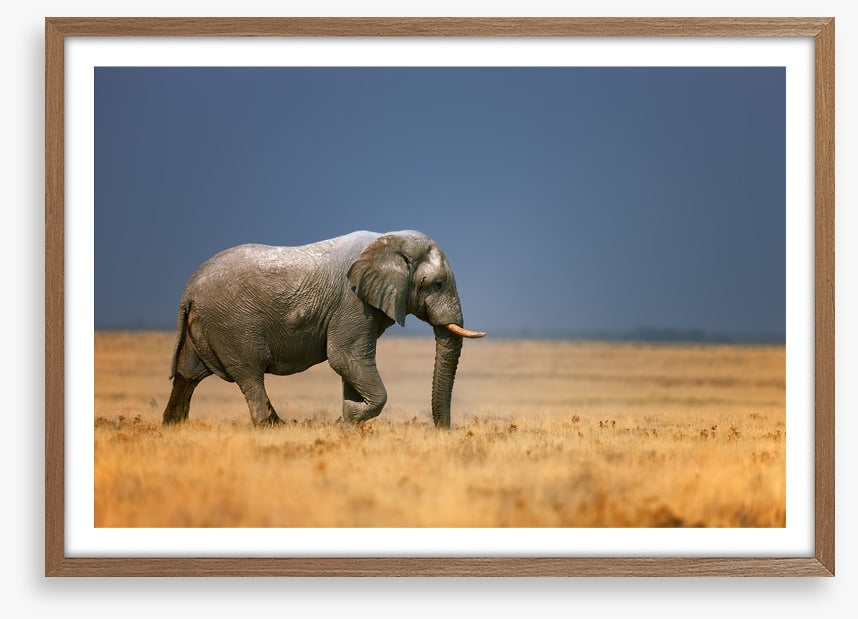 Elephant on the plain