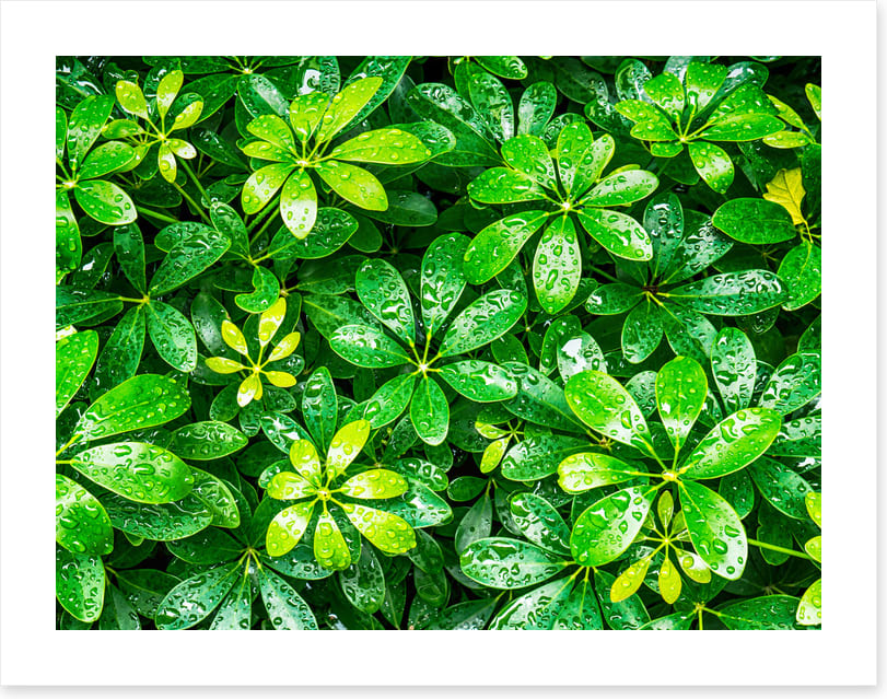 Showered in green