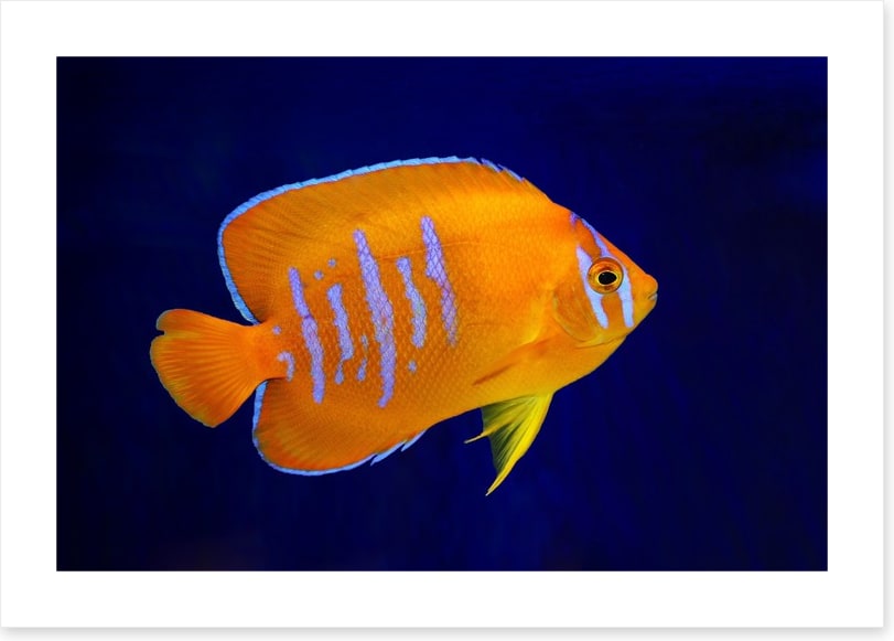Fish / Aquatic