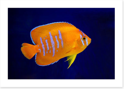 Fish / Aquatic