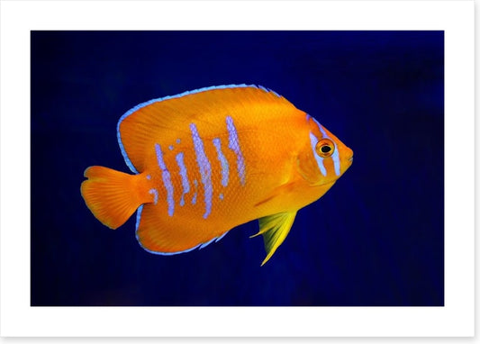 Fish / Aquatic