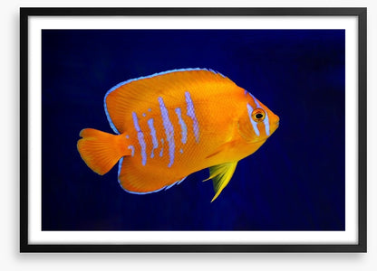 Fish / Aquatic