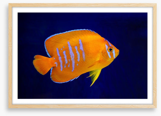 Fish / Aquatic