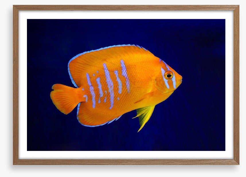 Fish / Aquatic