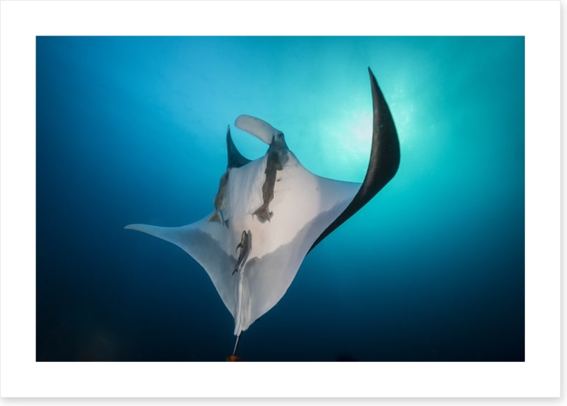 Fish / Aquatic