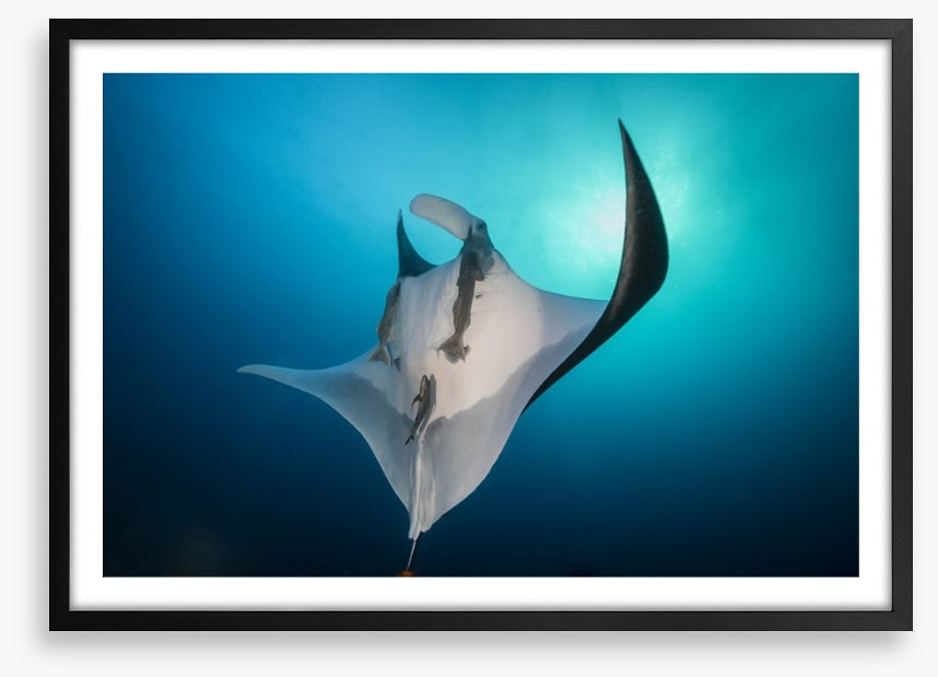 Fish / Aquatic