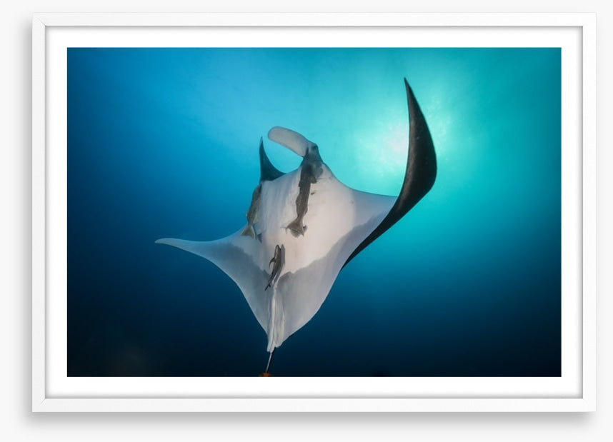 Fish / Aquatic