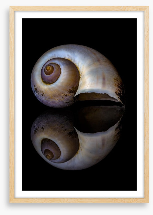 Echo of the sea