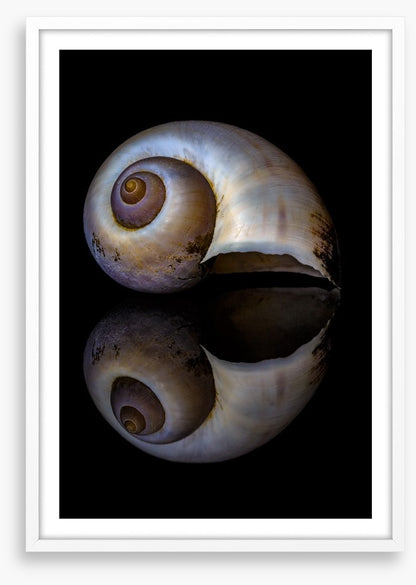 Echo of the sea