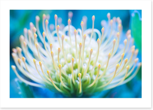 Pincushion flower