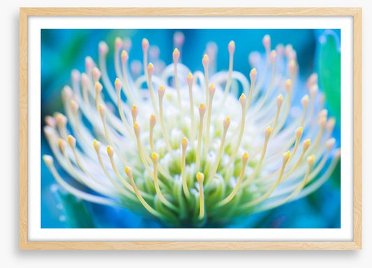 Pincushion flower