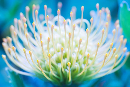 Pincushion flower