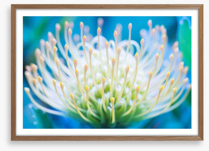Pincushion flower