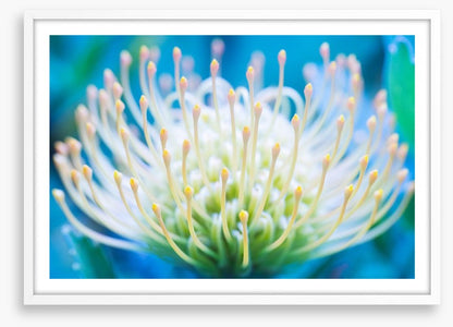 Pincushion flower