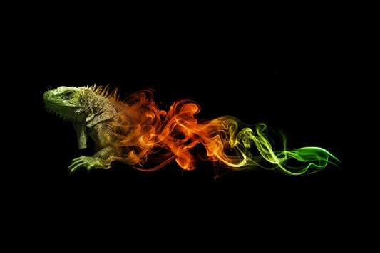 Lizard of fire
