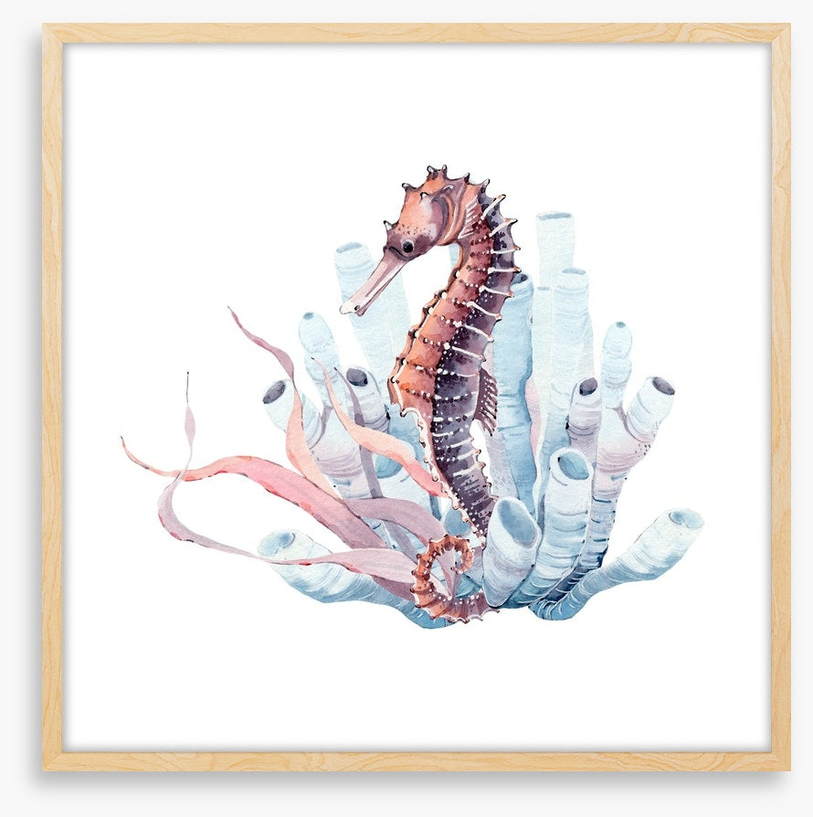 Seahorse in the kelp