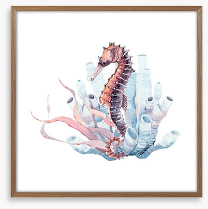 Seahorse in the kelp