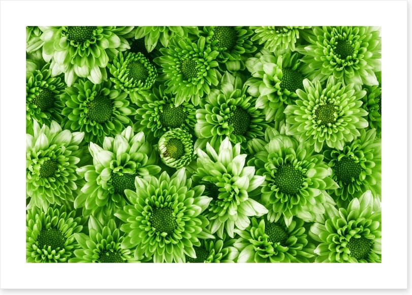 Leafy abundance