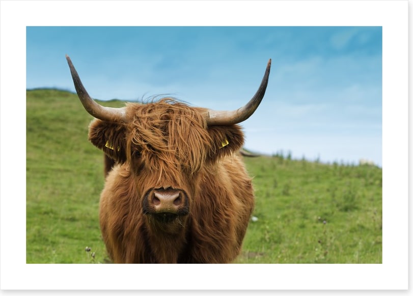 Highland hair
