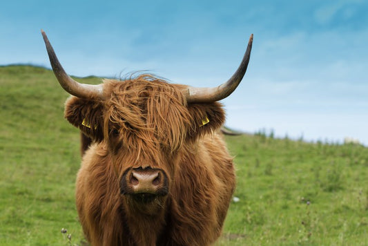 Highland hair