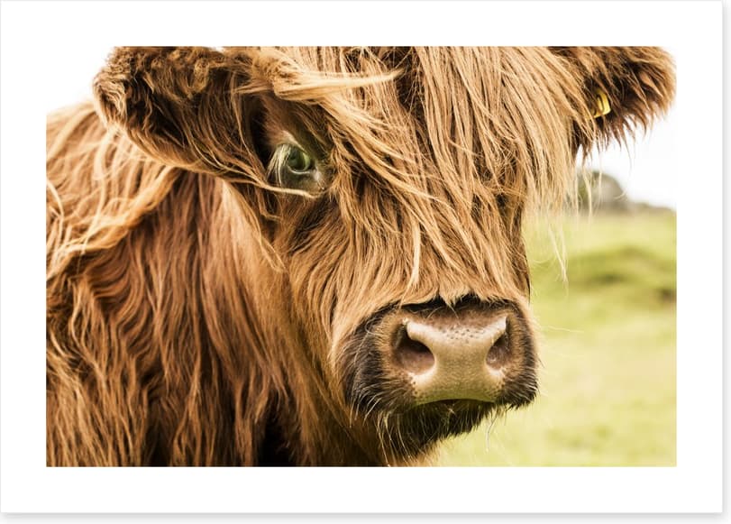 How now brown cow