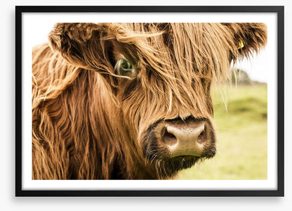 How now brown cow
