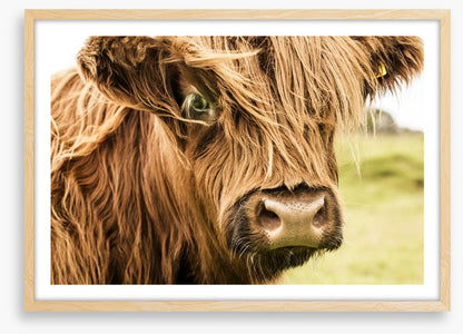 How now brown cow