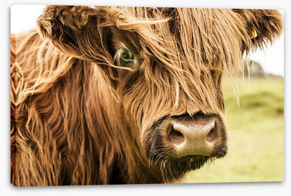 How now brown cow