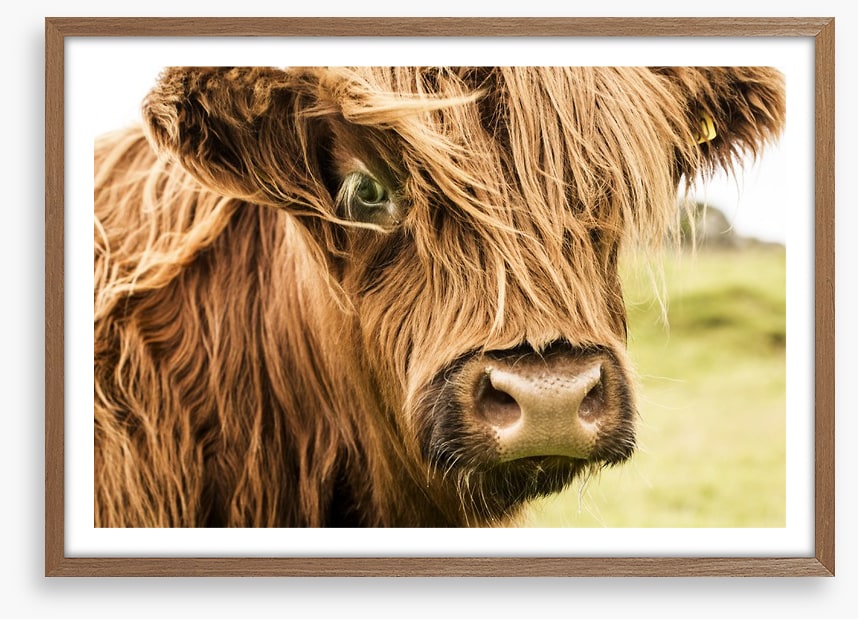 How now brown cow