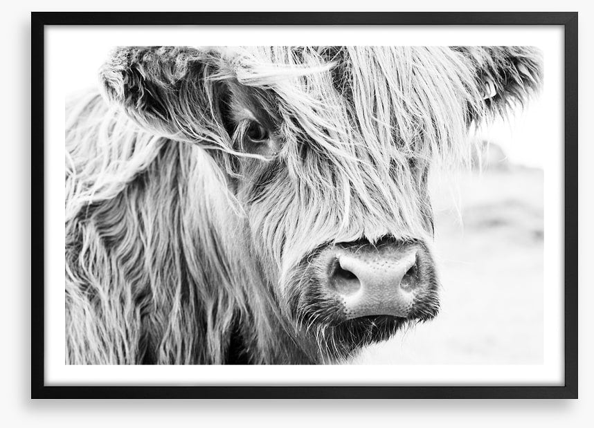 Highland cow monochrome