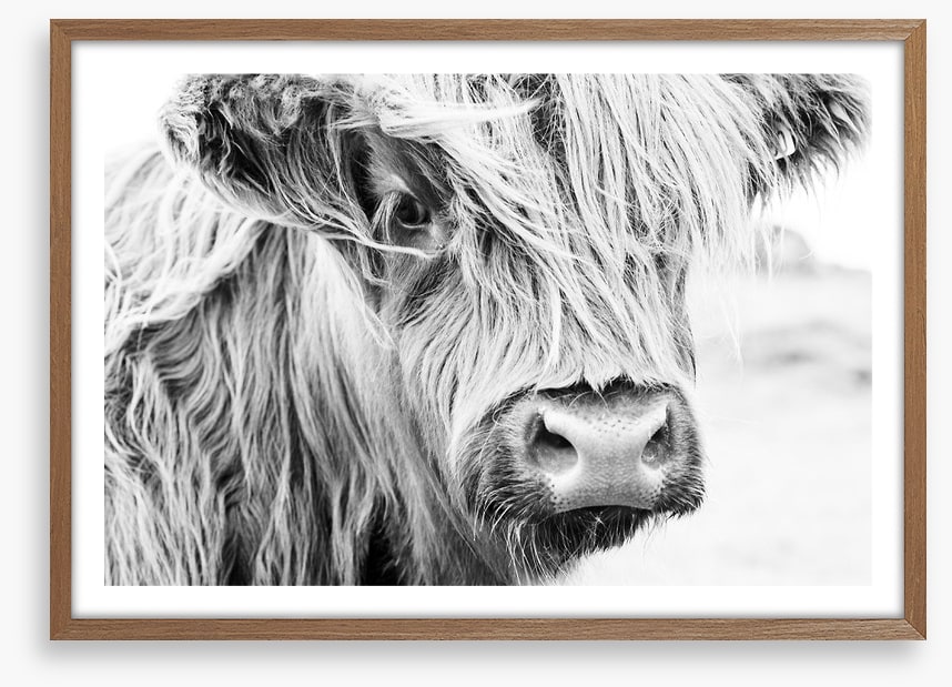 Highland cow monochrome