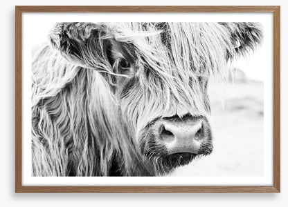 Highland cow monochrome