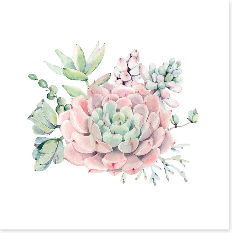 Succulent spring