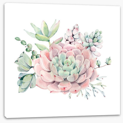 Succulent spring