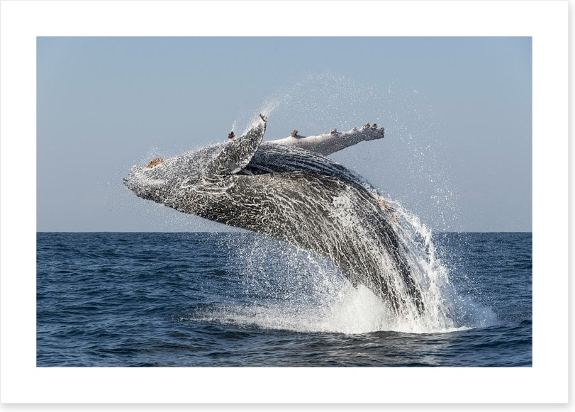 Humpback splash