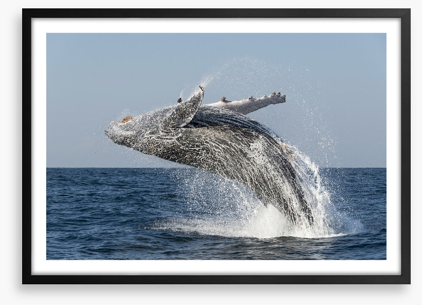 Humpback splash