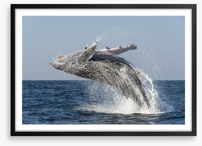 Humpback splash