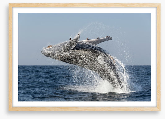 Humpback splash