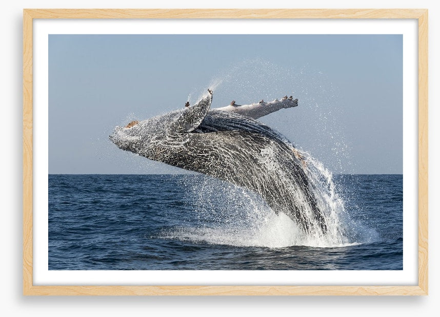Humpback splash