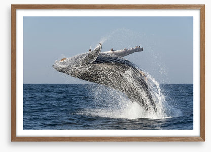Humpback splash