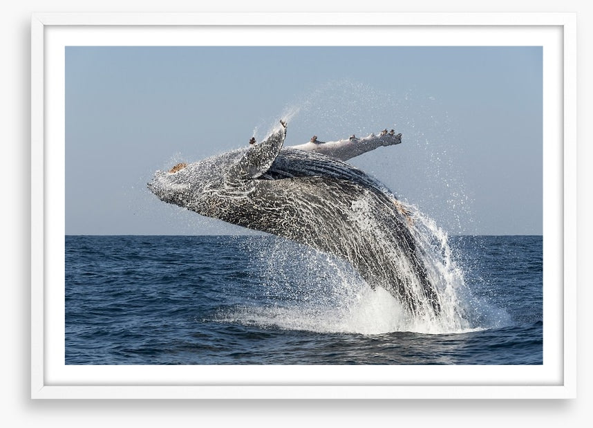 Humpback splash