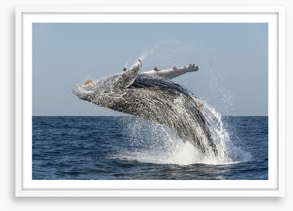 Humpback splash