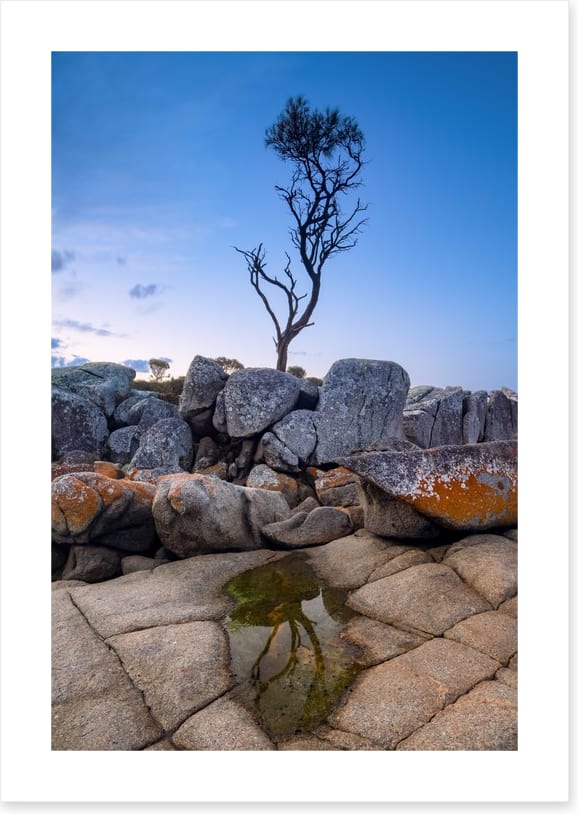 The Binalong Bay tree