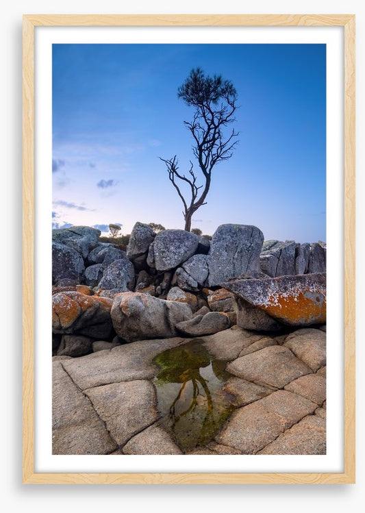 The Binalong Bay tree