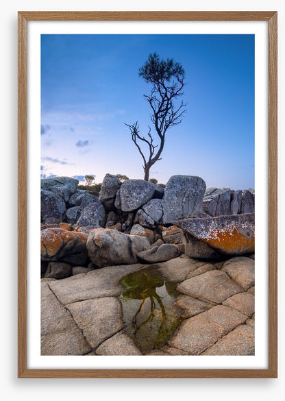 The Binalong Bay tree