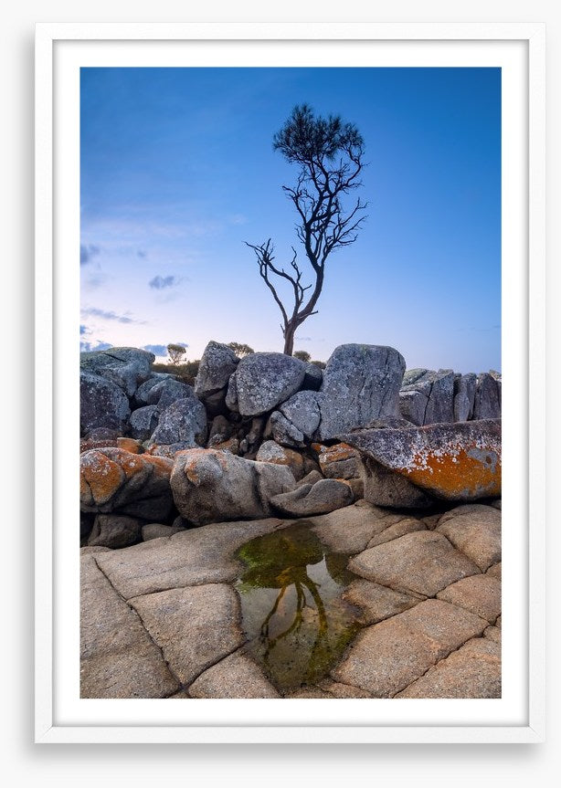 The Binalong Bay tree