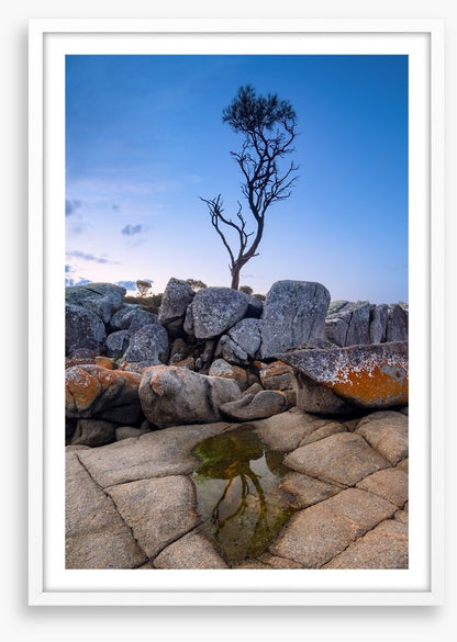 The Binalong Bay tree