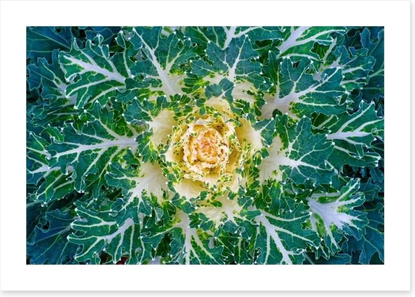 Leaves