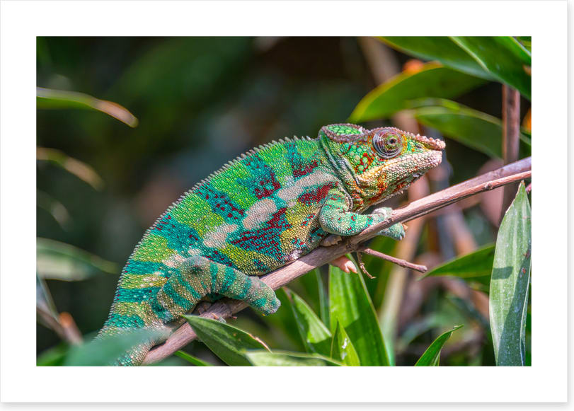 Reptiles / Amphibian